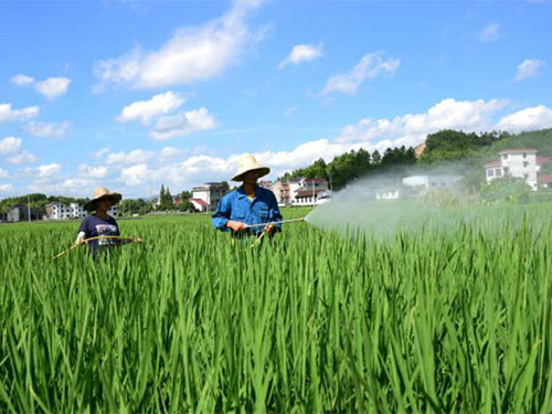 恐防有變，迎接水稻豐收季需要做好這些病蟲(chóng)害預(yù)防工作