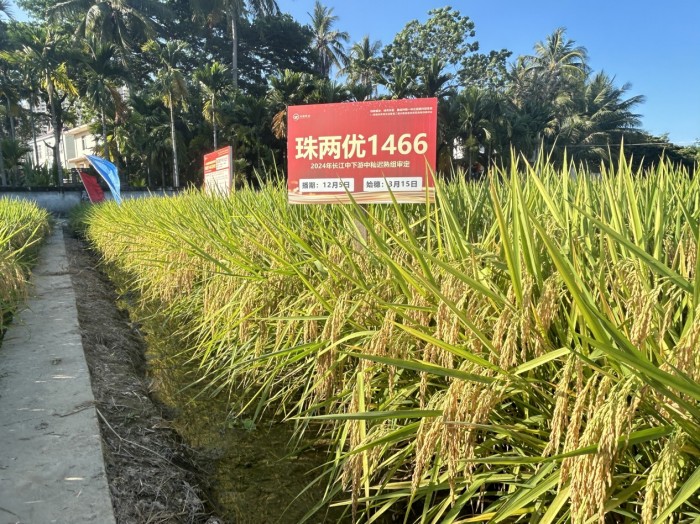 珠兩優(yōu) 1466 珠兩優(yōu) 1466