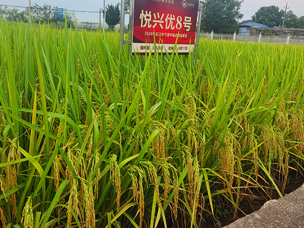 悅興優(yōu)8號 悅興優(yōu)8號