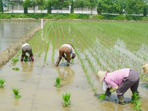 湖南興隆種業有限公司,長沙稻谷種植與銷售,長沙農作物品種的選育,長沙農業病蟲害防治服務 湖南興隆種業有限公司,長沙稻谷種植與銷售,長沙農作物品種的選育,長沙農業病蟲害防治服務