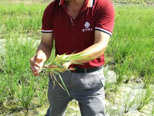 湖南興隆種業有限公司,長沙稻谷種植與銷售,長沙農作物品種的選育,長沙農業病蟲害防治服務 湖南興隆種業有限公司,長沙稻谷種植與銷售,長沙農作物品種的選育,長沙農業病蟲害防治服務