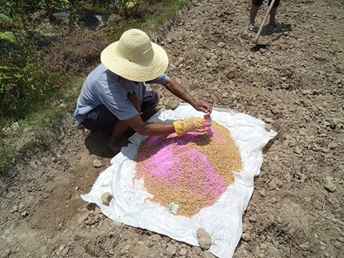 湖南興隆種業有限公司,長沙稻谷種植與銷售,長沙農作物品種的選育,長沙農業病蟲害防治服務 湖南興隆種業有限公司,長沙稻谷種植與銷售,長沙農作物品種的選育,長沙農業病蟲害防治服務