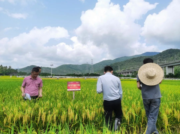 湖南興隆種業有限公司,長沙稻谷種植與銷售,長沙農作物品種的選育,長沙農業病蟲害防治服務