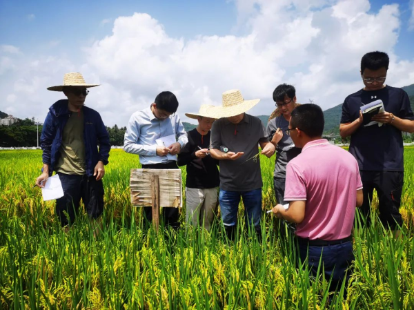 湖南興隆種業有限公司,長沙稻谷種植與銷售,長沙農作物品種的選育,長沙農業病蟲害防治服務