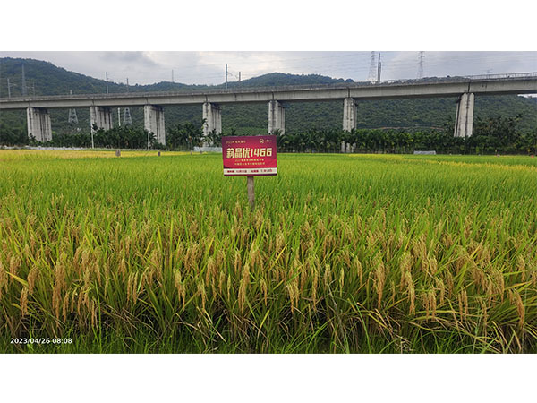 湖南興隆種業有限公司,長沙稻谷種植與銷售,長沙農作物品種的選育,長沙農業病蟲害防治服務