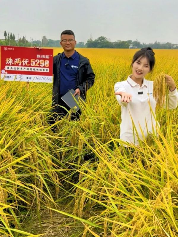 湖南興隆種業有限公司,長沙稻谷種植與銷售,長沙農作物品種的選育,長沙農業病蟲害防治服務 湖南興隆種業有限公司,長沙稻谷種植與銷售,長沙農作物品種的選育,長沙農業病蟲害防治服務