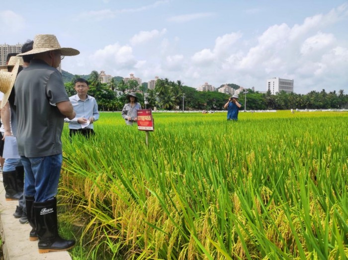 湖南興隆種業有限公司,長沙稻谷種植與銷售,長沙農作物品種的選育,長沙農業病蟲害防治服務