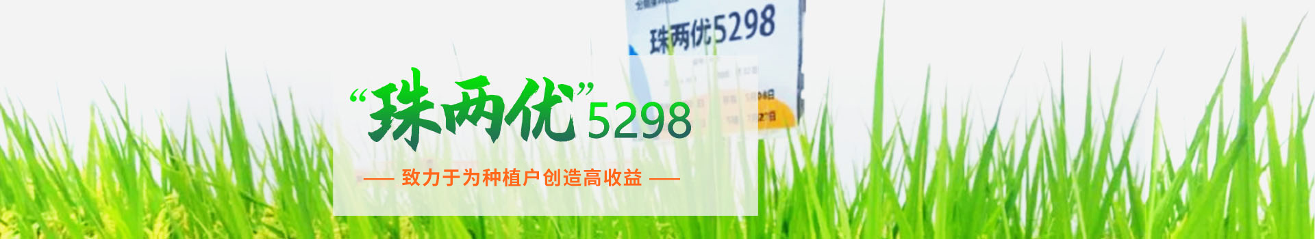 湖南興隆種業有限公司_長沙稻谷種植與銷售|長沙農作物品種的選育
