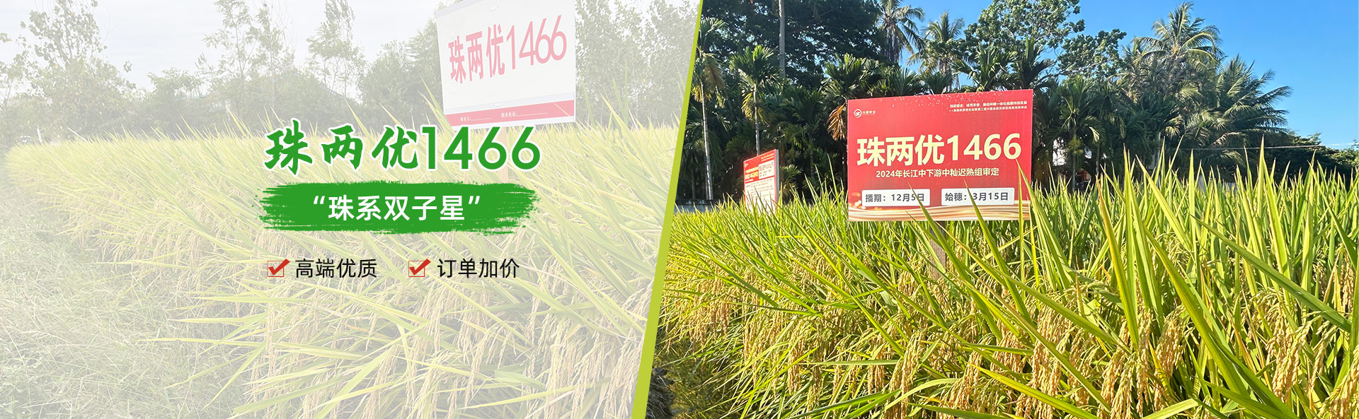 湖南興隆種業有限公司_長沙稻谷種植與銷售|長沙農作物品種的選育