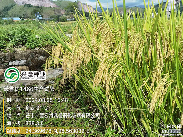 湖南興隆種業有限公司,長沙稻谷種植與銷售,長沙農作物品種的選育,長沙農業病蟲害防治服務