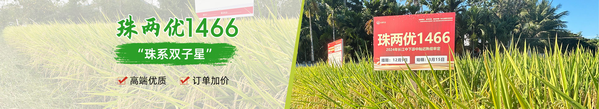 湖南興隆種業有限公司_長沙稻谷種植與銷售|長沙農作物品種的選育