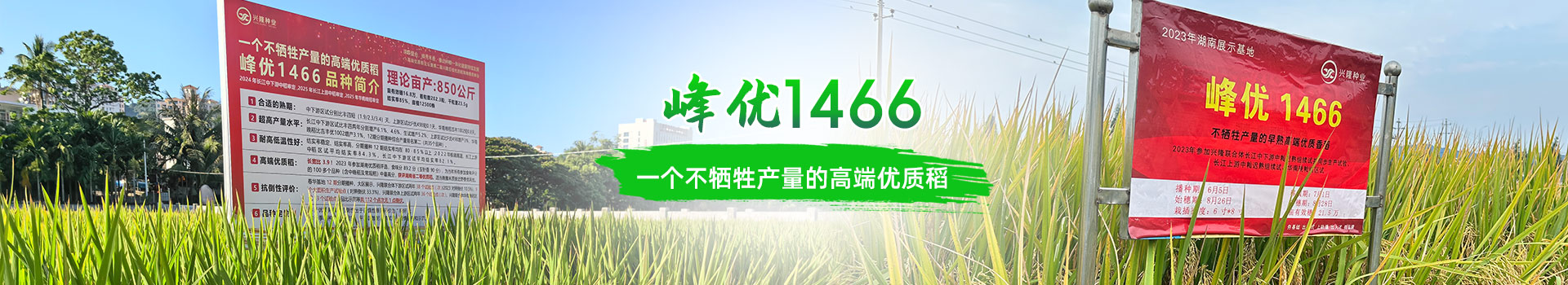 湖南興隆種業有限公司_長沙稻谷種植與銷售|長沙農作物品種的選育